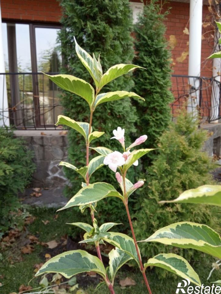 Коттедж/дом улица 12 квартал, 1,  д. 1